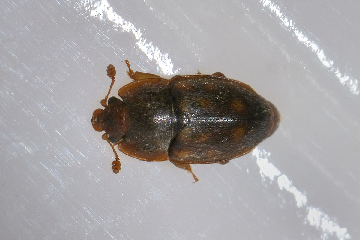 Epuraea fuscicollis, maschio, Nitidulidae